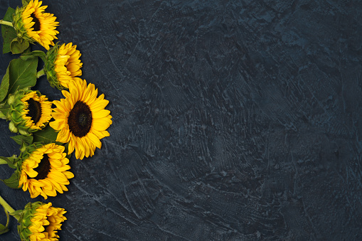 frame of sunflowers on blue dark background