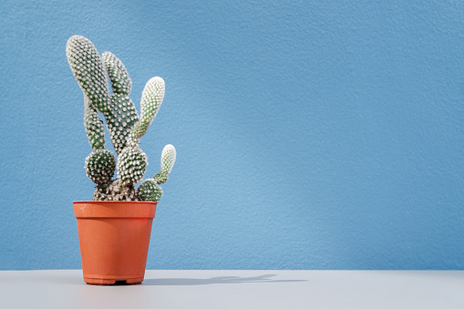 cactus planting in an orange plastic pot on the table with blue wall background in the coffee shop with copy space. home and garden decoration concept.