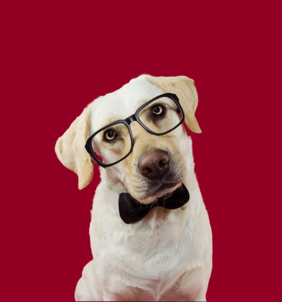 Elegant and classy labrador dog wearing glasses and black tie tilting head side. Isolated on red colored background Elegant and classy labrador dog wearing glasses and black tie tilting head side. Isolated on red colored background spanish mastiff puppies stock pictures, royalty-free photos & images