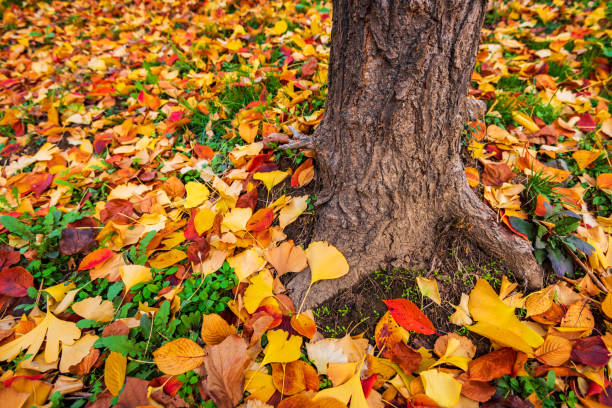 istock autumn background in seoul,South korea 1170076445