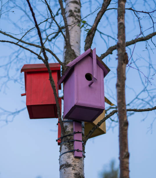 istock red, pink and yellow birdhouses mounted on a birch tree 1170077240