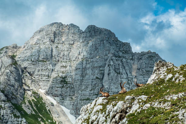 istock Capricorns in the Julian alps 1170077481