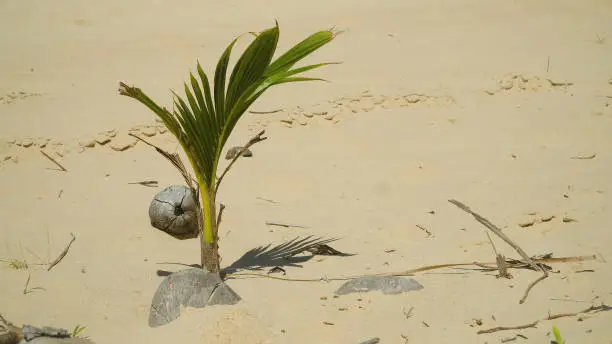 Photo of Coconut palm tree sprouting on tropical beach