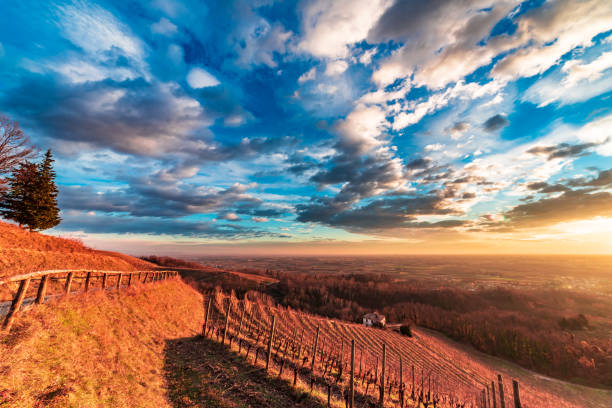 istock Colorful sunset in the italian vineyards 1170077822