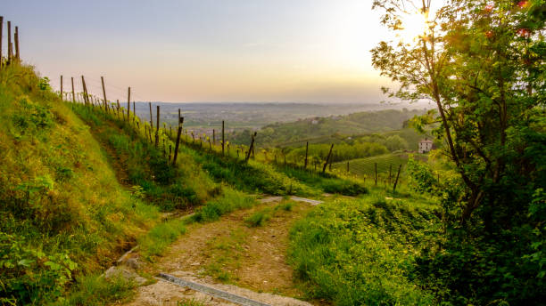 istock Evening storm in the vineyards 1170078408