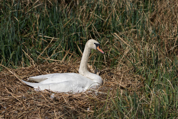 istock Mute swan sitting on nest 1170078436