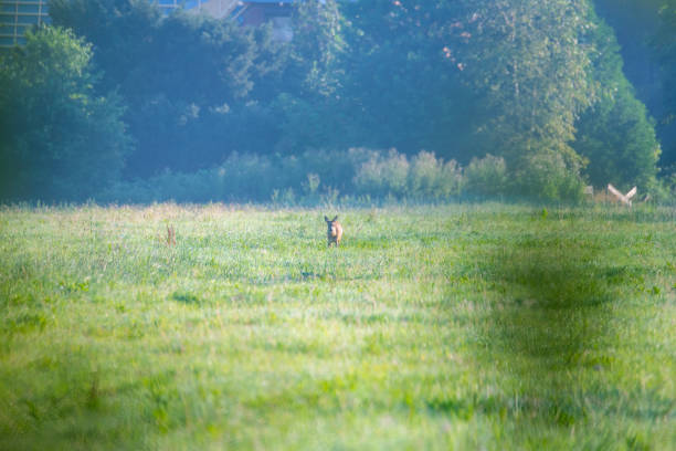 in  the morning you can see deer in the fields