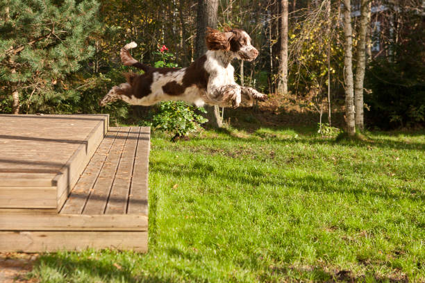 Irish Red and White Setter running in a grass field. Dog walking and playing in park. Happy pet in the wild Irish Red and White Setter running in a grass field. Dog walking and playing in park. Happy pet in the wild irish red and white setter stock pictures, royalty-free photos & images