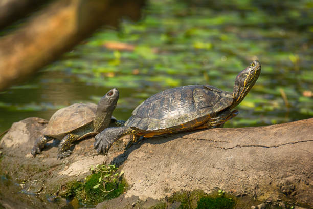 istock Portrait of wild marsh turtles resting on a log 1170080284