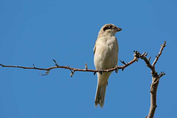 istock Small bird shrike sitting on tree branch 1170080818