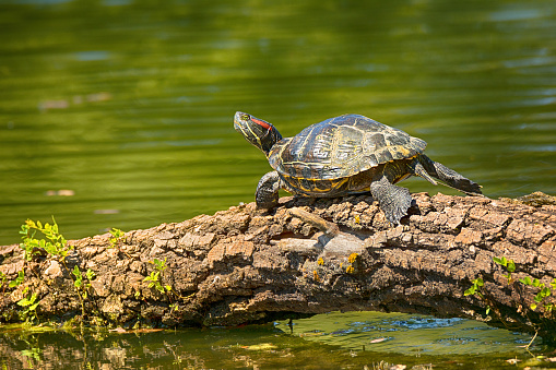 Portrait of wild Red-eared turtle resting on a log for basking in the sun