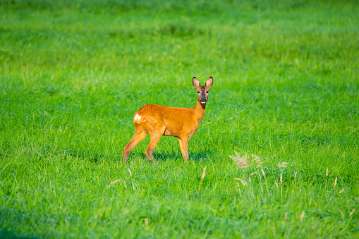 Deer looking at camera in natural park