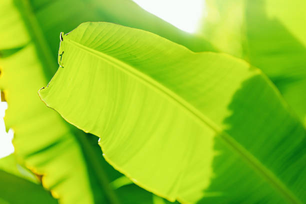 natural green banana leaf in selective focusing, Nature and organic background concept