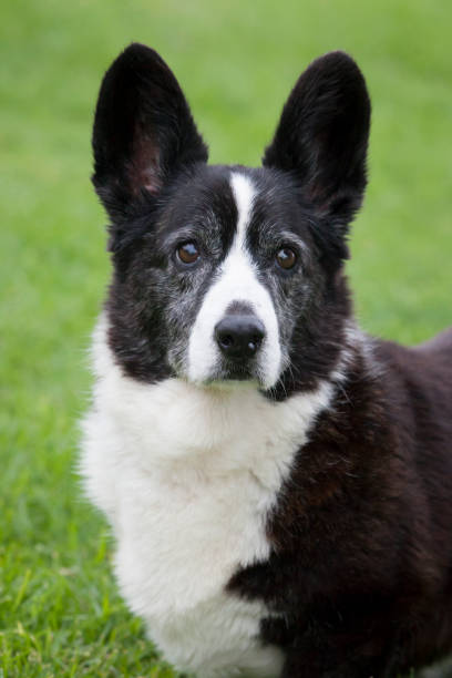 istock Cardigan Welsh Corgi Portrait 1170081252