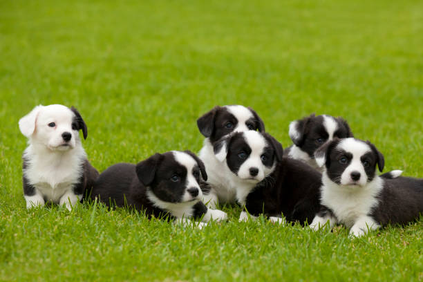 cardigan walisische ncorgi wurf von welpen. - jungtier stock-fotos und bilder