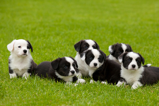 Six cute brindle and white Cardigan Welsh Corgi puppies sitting on grass looking forward.