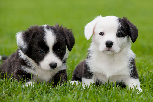 Two cute brindle and white Cardigan Welsh Corgi puppies sitting on green grass looking forward.