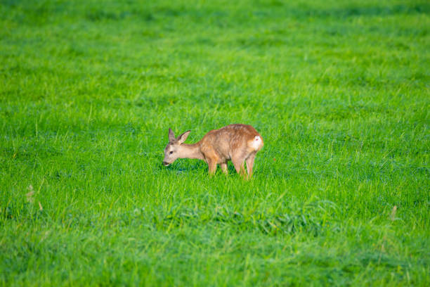 Playful young goats on a green meadow.