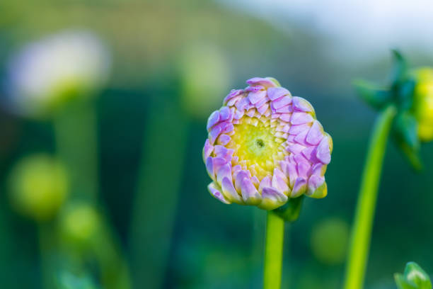 many  bright flowers heads with green background