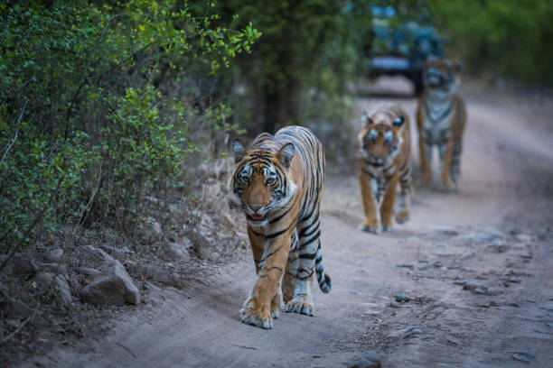 istock Three bengal tigers on an evening stroll on a jungle track in a pattern. A conceptual and behavioral image of sub adult tigers or sibling showing their bonding, togetherness and love at ranthambore. 1170082694