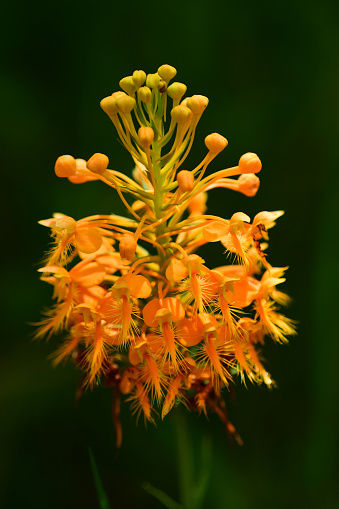 Orange Fringed orchid (Platanthera ciliaris) flowerhead macro, showing the frilly details in the flowers. Photo taken at Goethe state forest in central Florida. Nikon D7200 with Nikon 200mm macro lens.