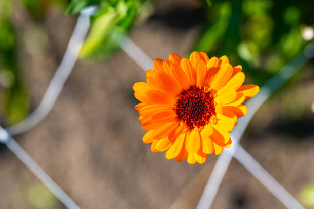 many  bright flowers heads with green background