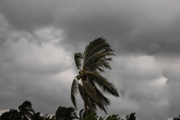 istock Beginning of tornado or hurricane winding and blowing coconut palms tree with dark storm clouds. Rainy season in the tropical 1170083930