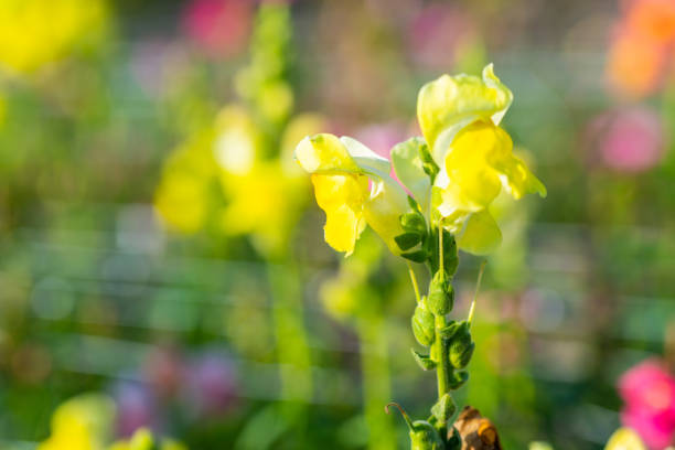 many  bright flowers heads with green background