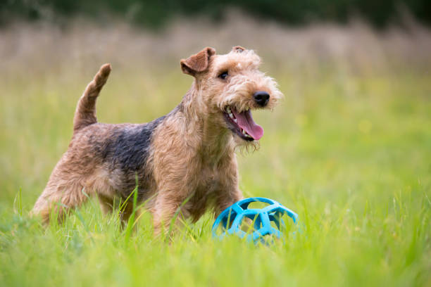 Happy Lakeland Terrier with and blue ball toy. stock photo