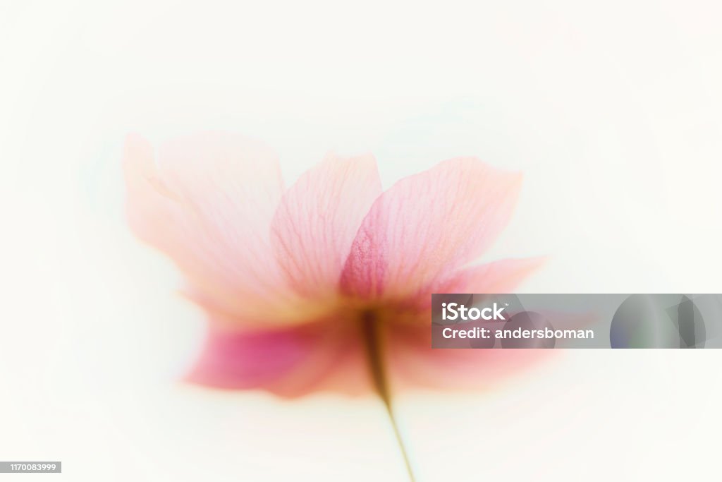 Anemone flowers abstract art Flower Stock Photo
