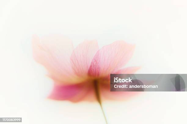 Anemone Flowers Abstract Art Stock Photo - Download Image Now - Flower, Defocused, White Background