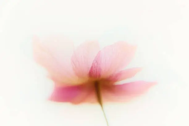 Photo of Anemone flowers abstract art