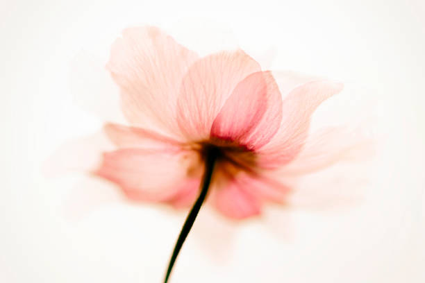 anemone blumen abstrakte kunst - windröschen stock-fotos und bilder