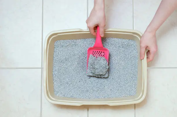 Hygiene for pets. Dry loose cat litter is collected and poured into a plastic tray with a shovel.