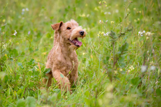 istock Happy Lakeland Terrier in a Field 1170084539