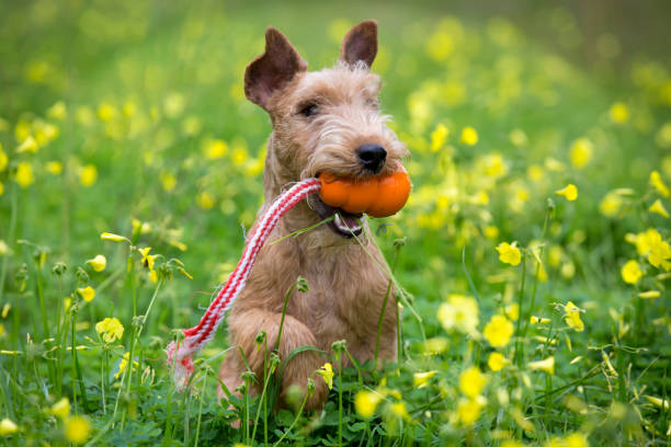 Happy Lakeland Terrier with and orange rope toy. stock photo
