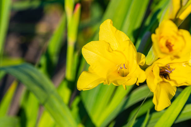 many  bright flowers heads with green background