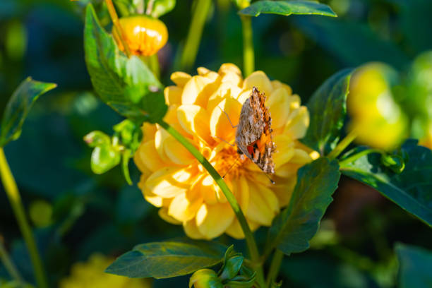 many  bright flowers heads with green background