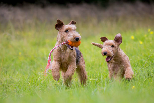 istock A pair of Lakeland Terriers playing. 1170084982