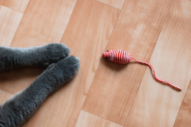 istock Cats paws and a toy mouse on the floor. View from above. 1170085021