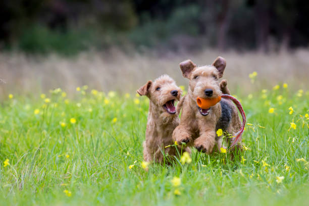 A pair of Lakeland Terriers playing. stock photo