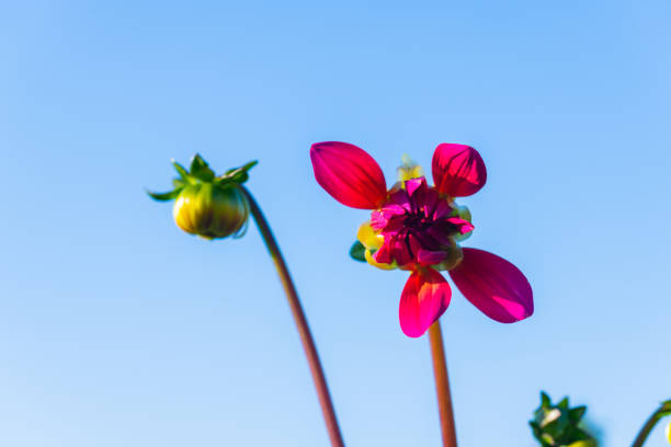 many bright flowers  heads with blue background