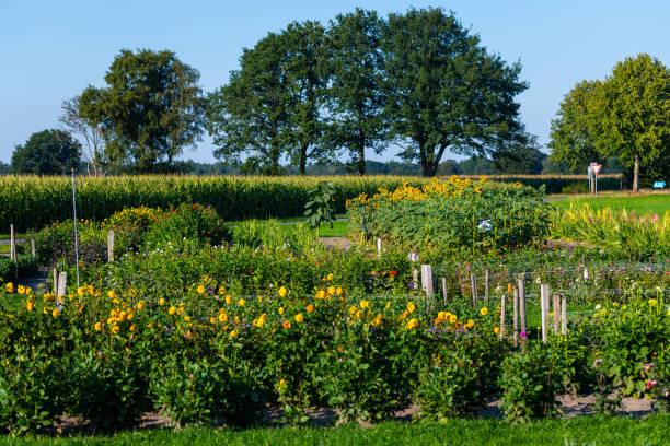 istock Sunflowers are  in focus with green background 1170085125