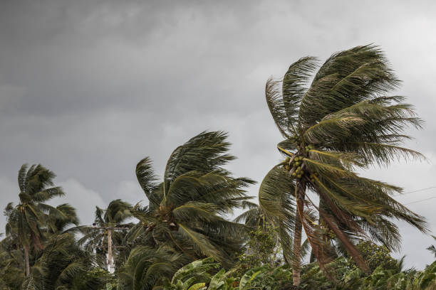 istock Beginning of tornado or hurricane winding and blowing coconut palms tree with dark storm clouds. Rainy season in the tropical 1170085656