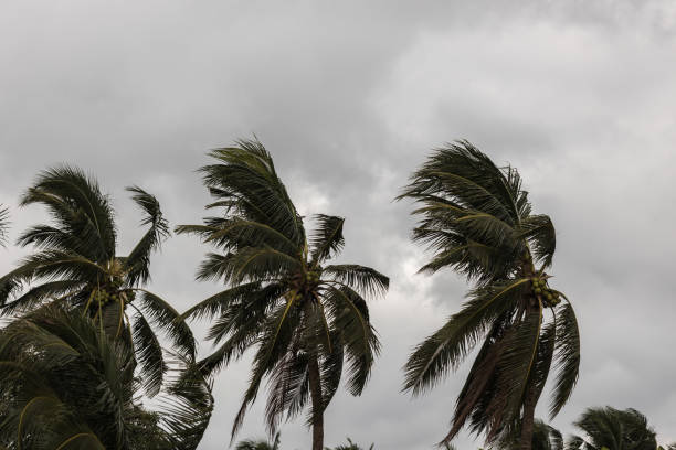istock Beginning of tornado or hurricane winding and blowing coconut palms tree with dark storm clouds. Rainy season in the tropical 1170086037