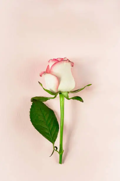 Single white and pink rose bud on a pink background. Femininity, tenderness and symbol of chastity and virginity. Copyspace for text, top view, flatlay.