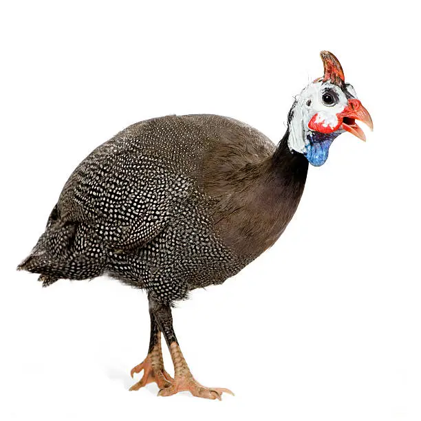 Photo of Numidia meleagris, a helmeted Guinea fowl isolated on white