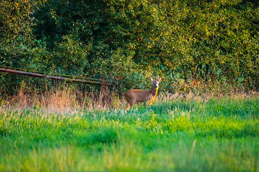 in the  evening you can see deer in the fields