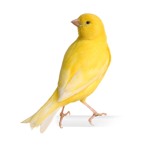 Yellow canary - Serinus canaria on its perch Yellow canary - Serinus canaria on its perch  in front of a white background. canary photos stock pictures, royalty-free photos & images