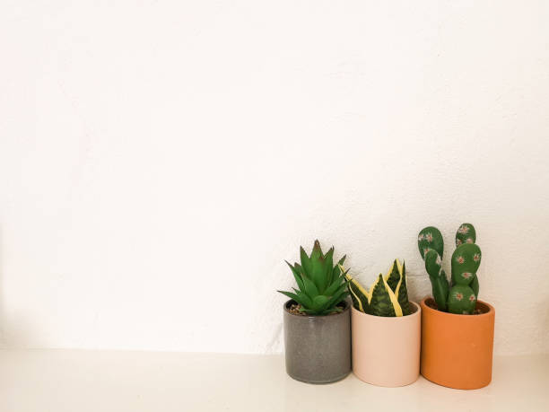 istock Good morning cactus, colourful Background 1170087288